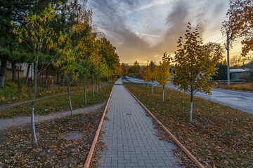 Alley with beautiful young trees at dusk at sunset during the golden autumn. Background with copy space for text