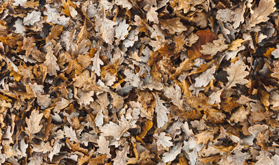  Naturalne tło, tekstura jesiennych opadniętych liści dębu w kolorach brązu i szarości.