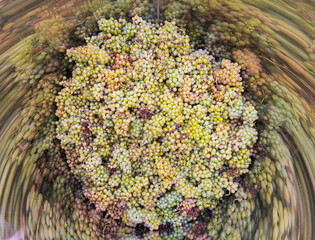 Vintage: Colorful grapes reflected in the container 
