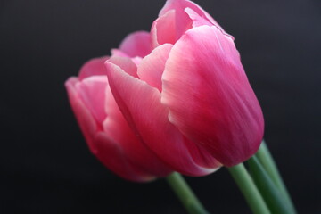 Pink tulips in a flower bed isolated on a white background. Closed tulips on a cold spring morning