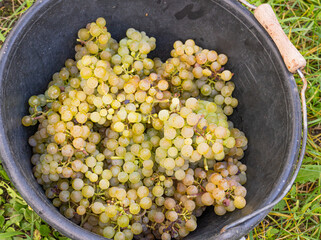 Grape harvest: a bucket full of green grapes 