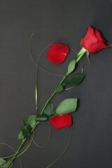 Lovely rose isolated on black background. Noble flowers. A lovely flower for a gift.