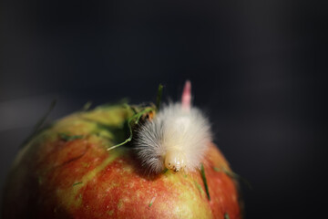 Insect visiting in the garden during Summer. Pale tussock soon to be a butterfly (Calliteara pudibunda).