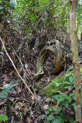 tree in the forest