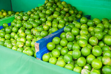 Fresh lemon green skin after harvesting on the floor for distribution.Green fresh limes at maket