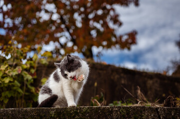 Obraz premium Beautiful domestic cat sitting outdoor, high on concrete wall and taking care of personal hygiene, cleaning its paw