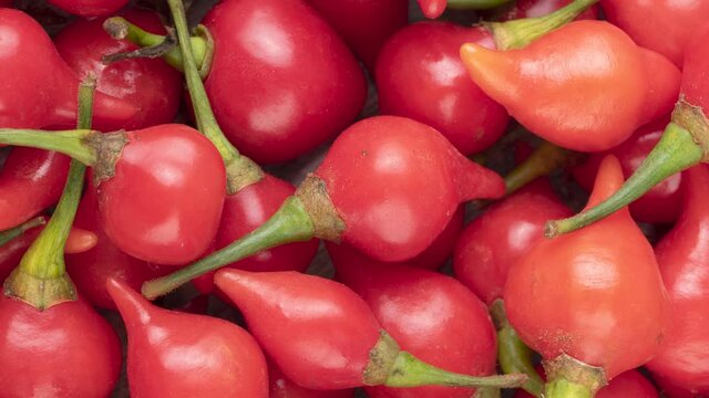 Rotating closeup of a group of red pepper pout