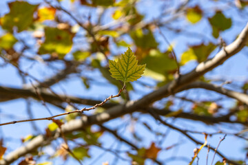 Autumn leaves in front of blue sky