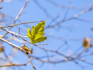 Autumn leaf on tree