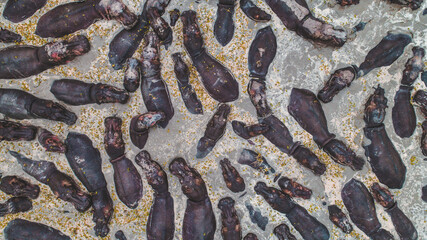 Aerial view of Rhinoceros in a pond