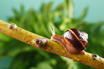 A garden grape snail crawls along a branch against a background of a tree and a green background