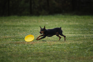 Miniature German pinscher of black and tan color runs quickly and tries to catch plastic yellow...