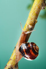 A grape snail crawls along a branch against the background of a plant and a green background