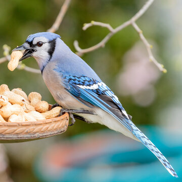 Blue jay bird on brown wooden stick
