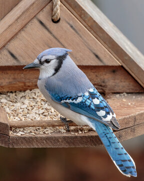 Blue jay beside brown wooden bird's house