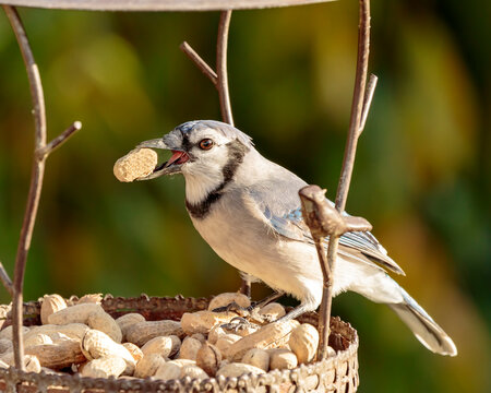 Blue jay on brown wooden post eating peanuts