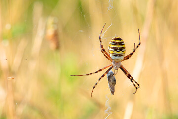 Brown and yellow spider catching a prey