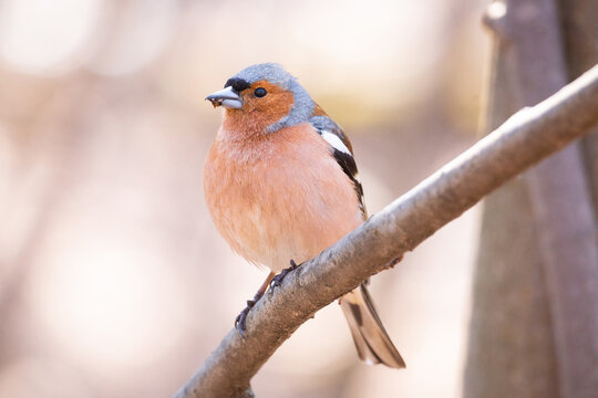 Brown and blue common chaffinch on tree branch