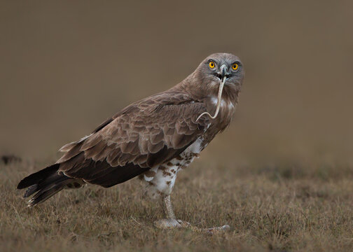 Brown buzzard eating a worm