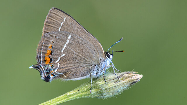 Brown butterfly perched on plant