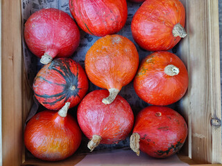 Nine smaller orange pumpkins sitting in the wooden box in the shop shelf. They all have the same size.
