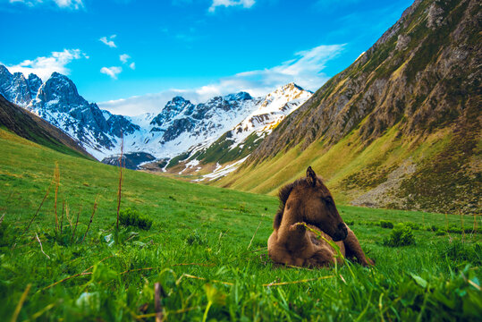 Brown horse on green grass field near mountains in Mtskheta, Georgia