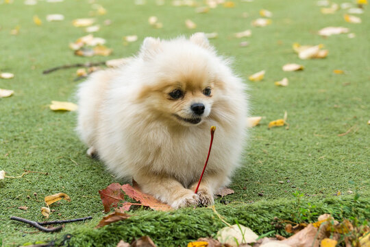 Brown Pomeranian On Green Grass Field During Daytime