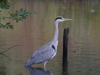 A Heron Waits Patiently.