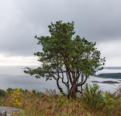Fototapeta na wymiar Pine tree at the highest point of Oderoya island with a panoramic view of the fjord and part of Kristiansand Norway