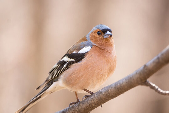 Common chaffinch  bird on tree branch