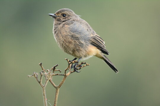 Common redstart on brown tree branch