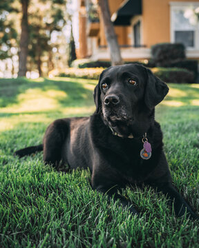 Dark Labrador Retriever lying on grass