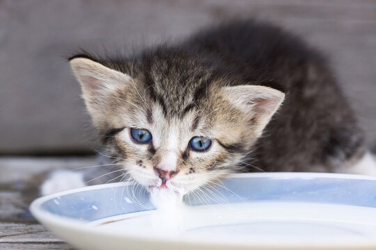 Dark tabby kitten drinking from ceramic bowl