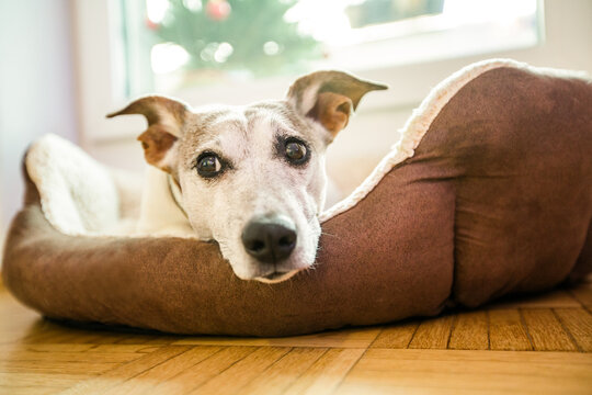 Dog lying on cushion indoor
