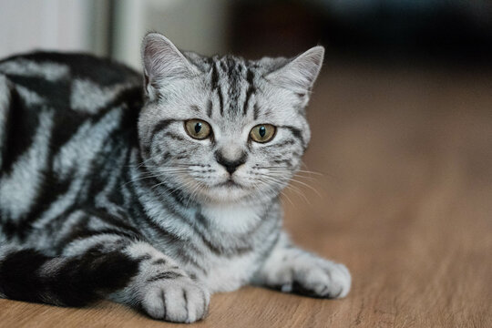 Domestic short-haired silver cat on brown parquet