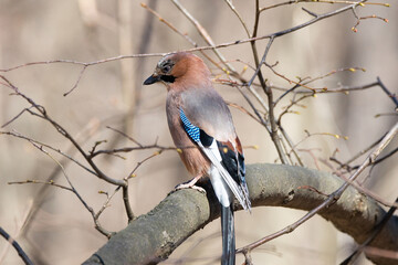 Eurasian jay bird on tree branch during daytime