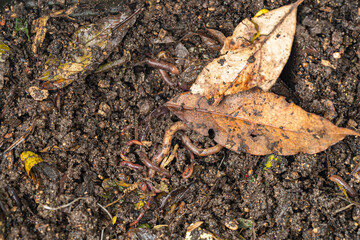 leaf and warm on the ground