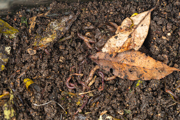 close-up shot of pile of worms in ground