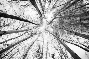 Grayscale low angle photo of trees