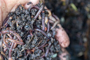 hand holding soil and Lumbricus terrestris