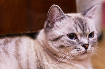 Scottish kitten. Beautiful cat.