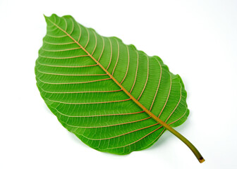 kratom leaf (Mitragyna speciosa) Mitragynine on white background isolate image. Drugs and Narcotics,Thai herbal which encourage health.                                                          