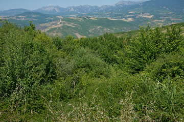 Fototapeta premium Green mountains covered with forest on the blue sky background. Panorama .Mountain green valley landscape. Beautiful mountain green valley panorama. Green mountains and mountain tops .