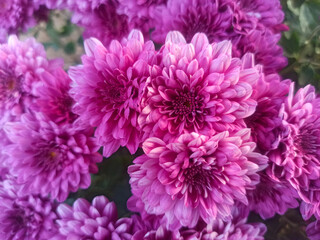 pink cultivated chrysanthemum flowers in a garden in autumn