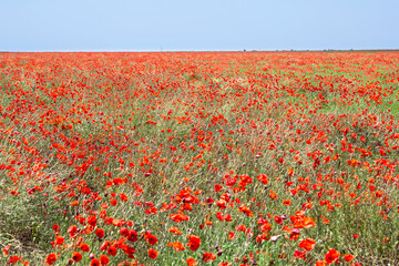 Red poppy field and blue sky.