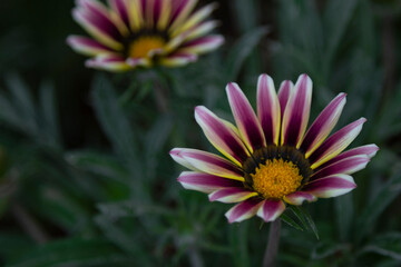 Flower daisies with colorful pink petals and yellow center on dark green background.