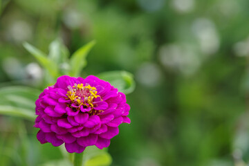 Beautiful Zinnia Elegans blooming in a park in a summertime in Denmark. Green blur background