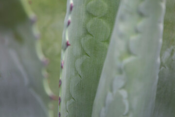 Natural background. Beautiful texture abstract nature background closeup green leaf cactus. Soft focus.