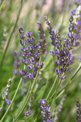 Nature vertical background blooming lavender bush in the garden in summer.