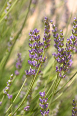 Obraz premium Poster blooming lavender bush in the garden in summer. Nature vertical background.